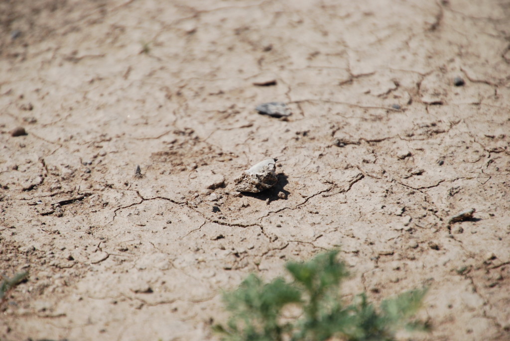 Restos humanos encontrados en el desierto de Coahuila. Foto: Anne Huffschmid.