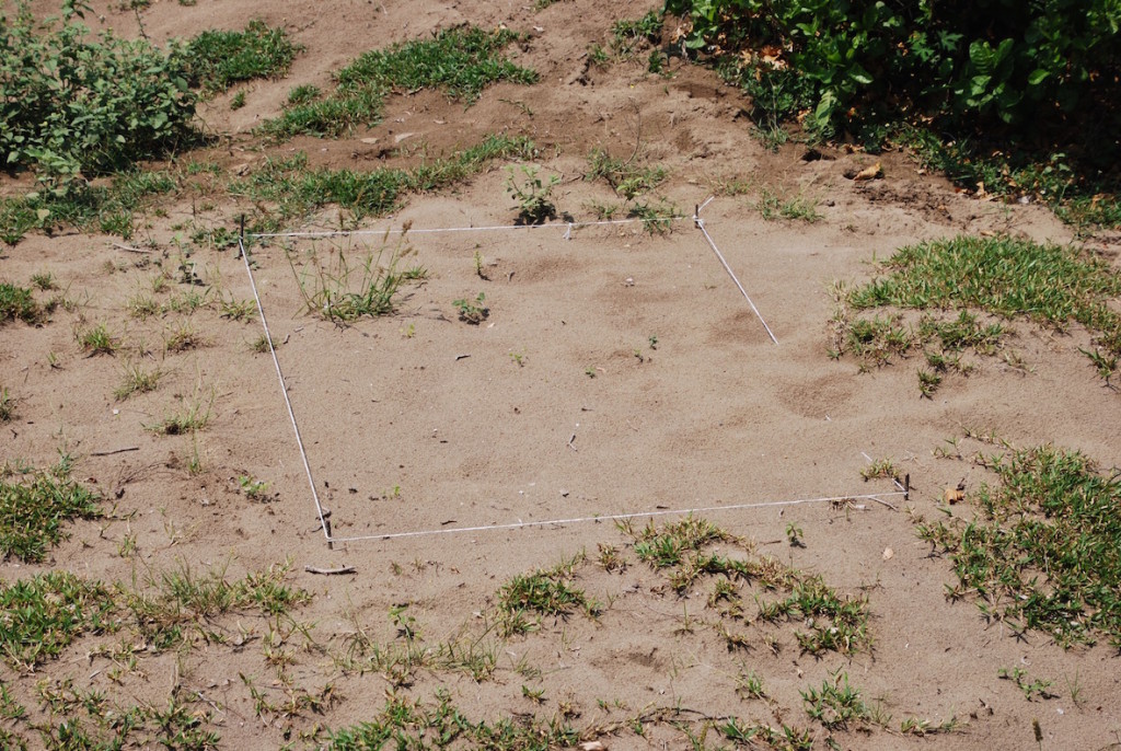 Terreno marcado para una exhumación en un cementerio clandestino del estado de Veracruz. 